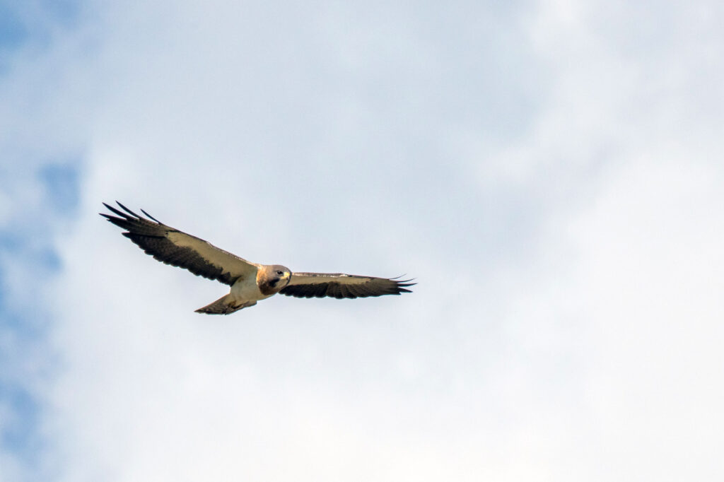 hawk flying across the sky